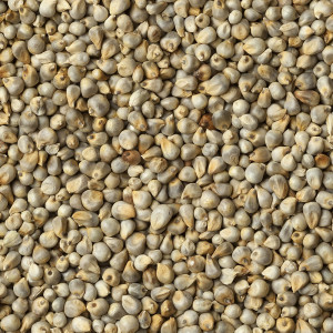 Pearl Millet - Organic