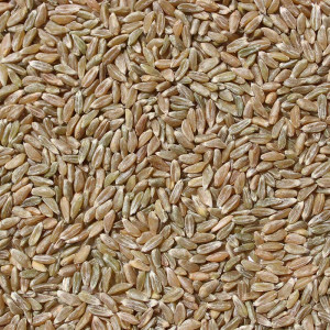 Samba Wheat 